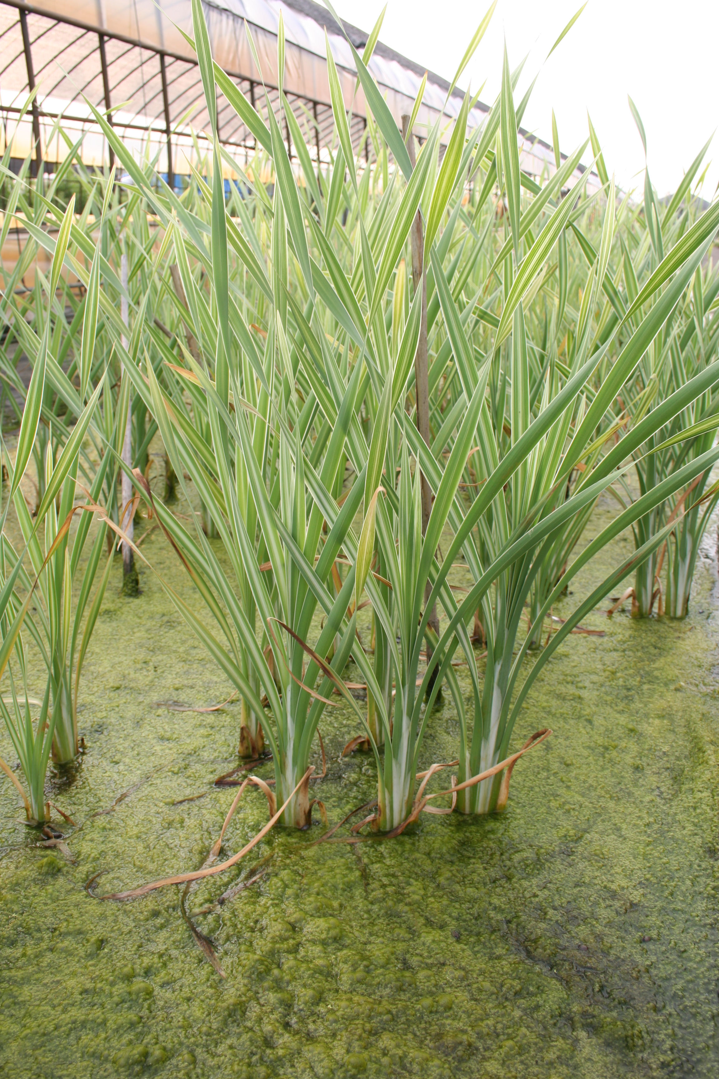 Typha latifolia 'Variegata'